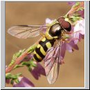 Dasysyrphus albostriatus - Gestreifte Waldschwebfliege m08.jpg